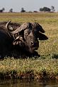 031 Chobe NP, buffel met ossepikker